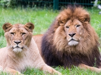 Jadepark Tier- und Freizeitpark @ 26349 Jaderberg